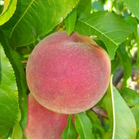 Pêche Surpasse Amsden