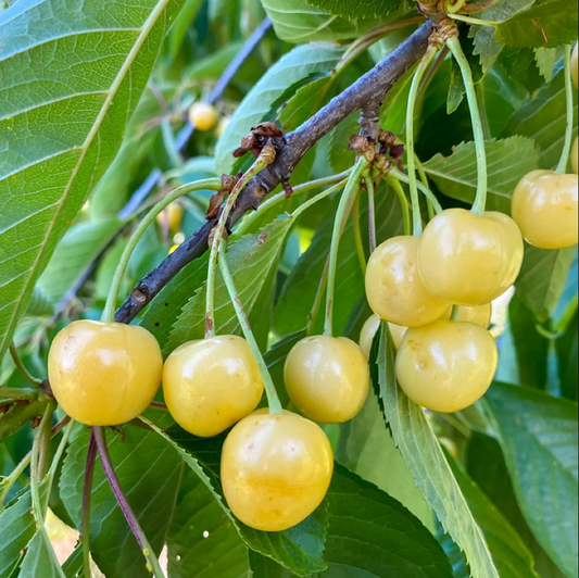 Cerise Bigarreau blanc Trompe Geai