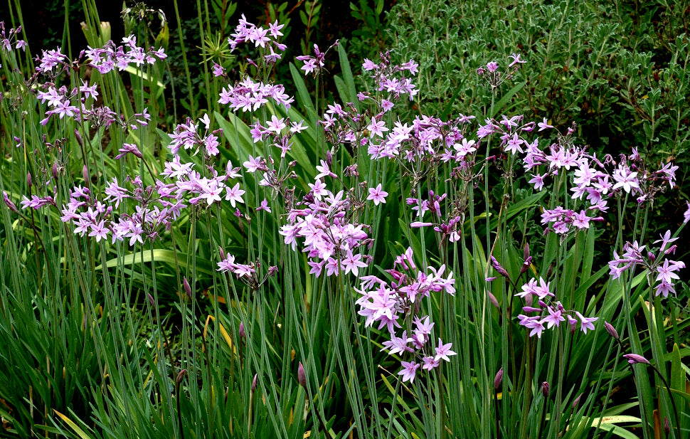 Tulbaghia Violet