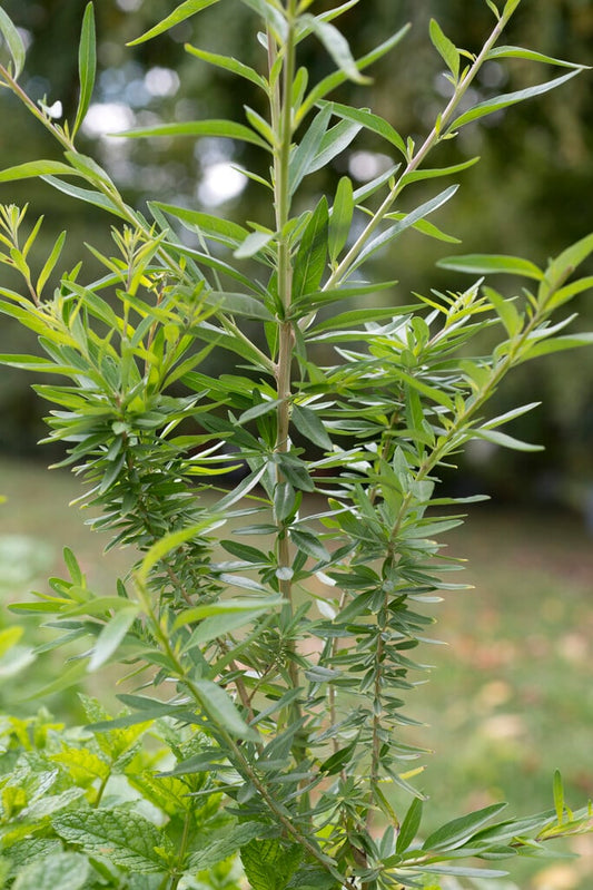 Verveine Menthe