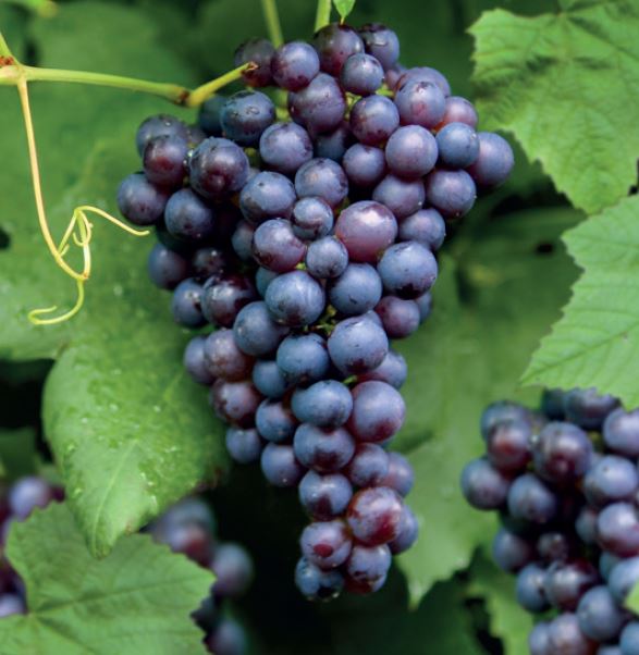 Vigne Boskoop Glory