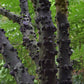 Poivrier de Sichuan - Zanthoxylum Simulans