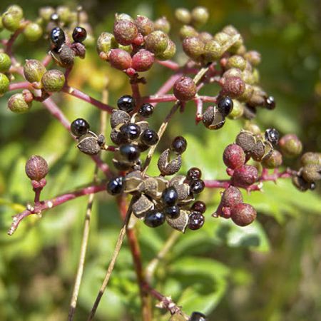 Poivrier vert de Sichuan - Zanthoxylum Schinifolium