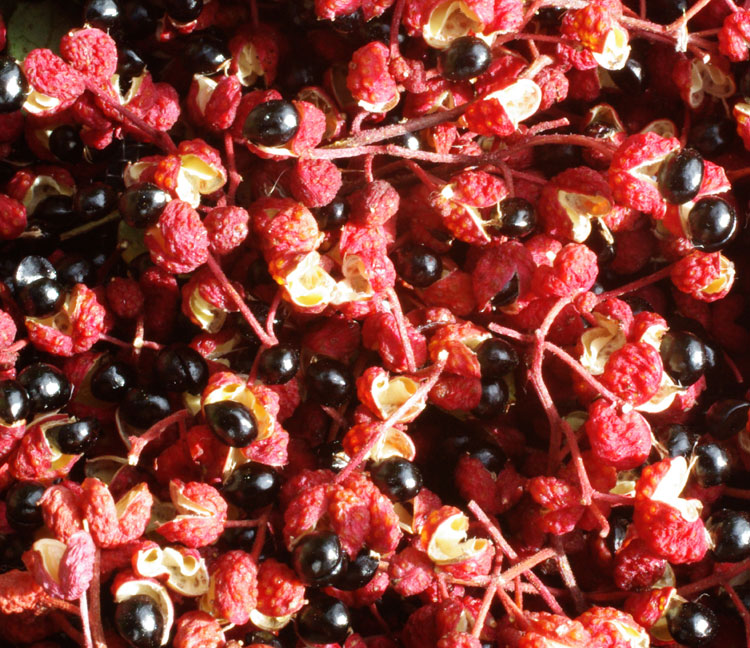 Poivrier de Sichuan - Zanthoxylum Simulans