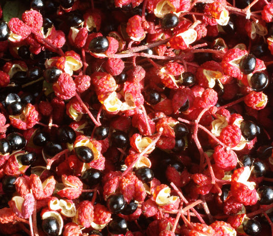 Poivrier de Sichuan - Zanthoxylum Simulans