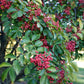 Poivrier de Sichuan - Zanthoxylum Simulans