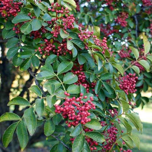 Poivrier de Sichuan - Zanthoxylum Simulans