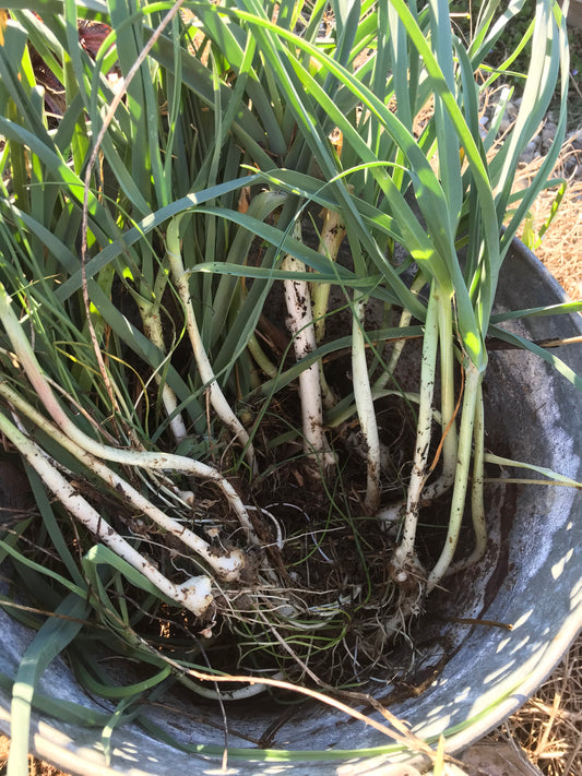 Poireaux des vignes perpétuels