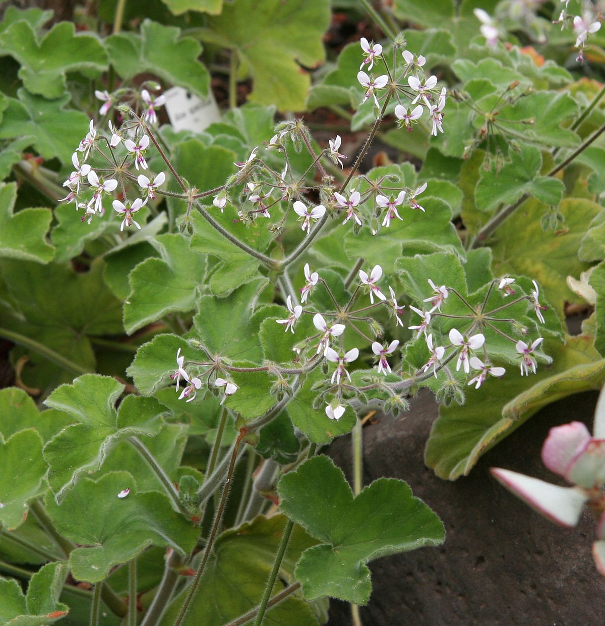 Pelargonium Menthe / Geranium Menthe
