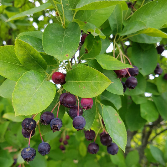 Amélanchier du Canada