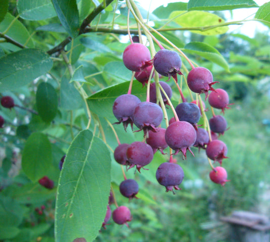 Amélanchier à feuilles ovales
