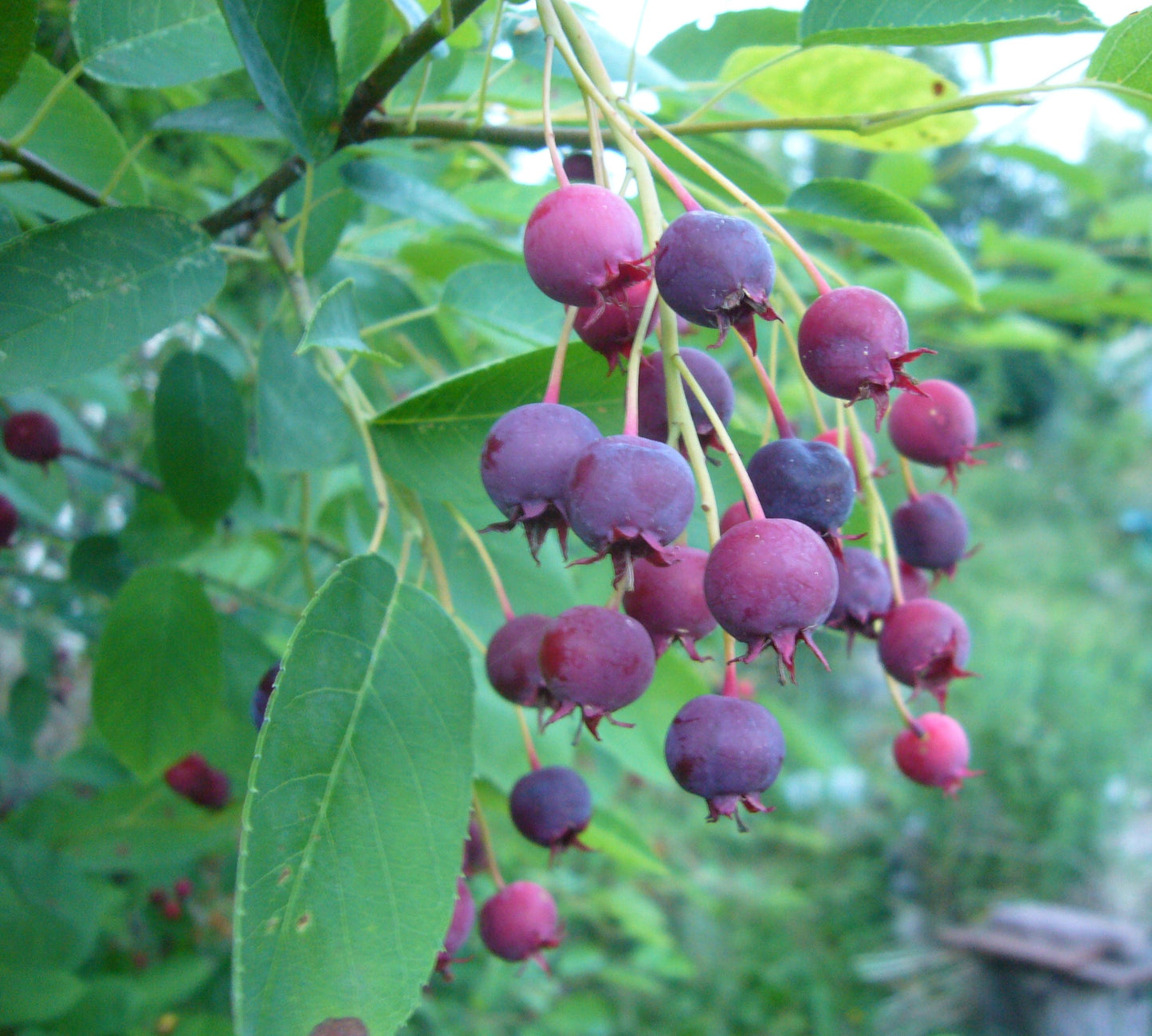 Amélanchier à feuilles ovales