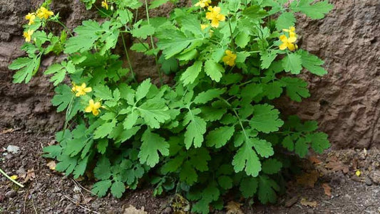 Chélidoine