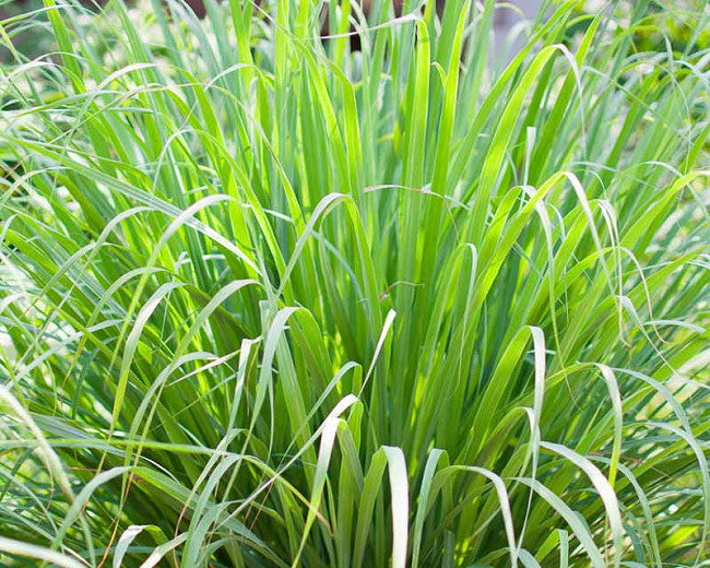 Citronnelle des Indes Orientales