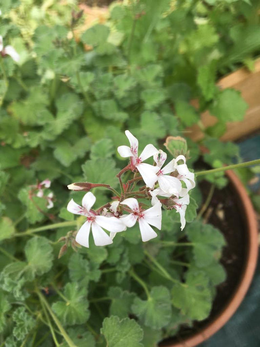 Pelargonium Senteur de Provence / Geranium senteur de Provence