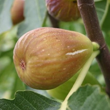Figue Goutte D'or