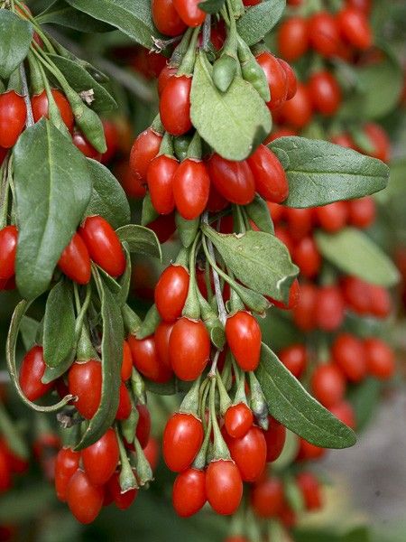 Goji Ar mes Et Fruits goji-ar-mes-et-fruits