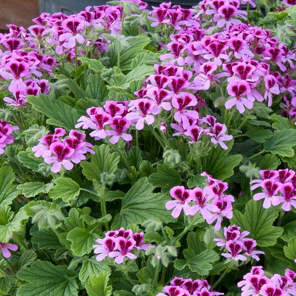 Pelargonium Orange / Geranium Orange