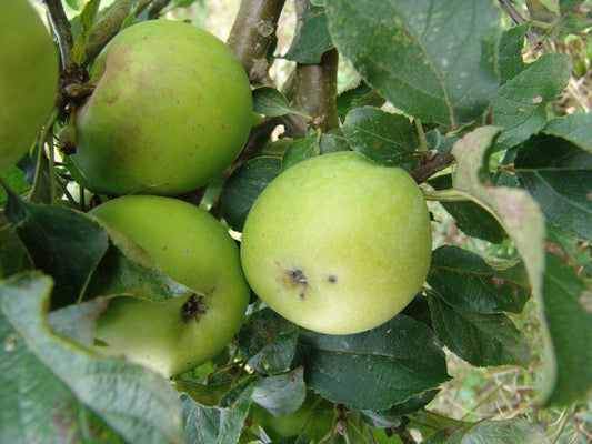 Pomme Belle Louronnaise