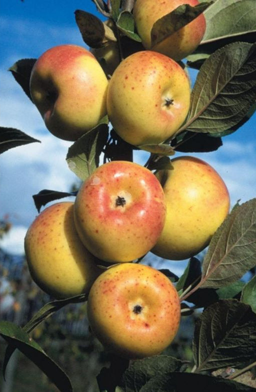 Pomme Reinette Dorée